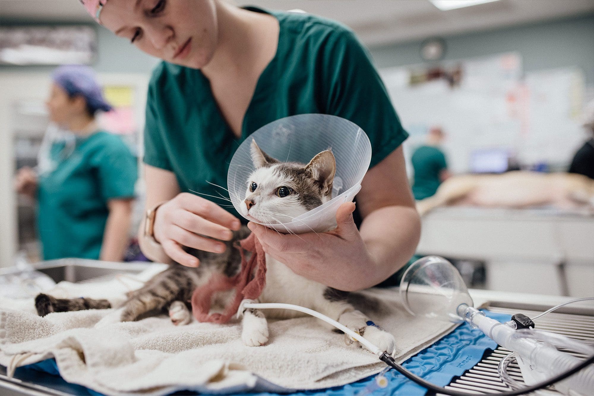 doctor treating cat wearing cone