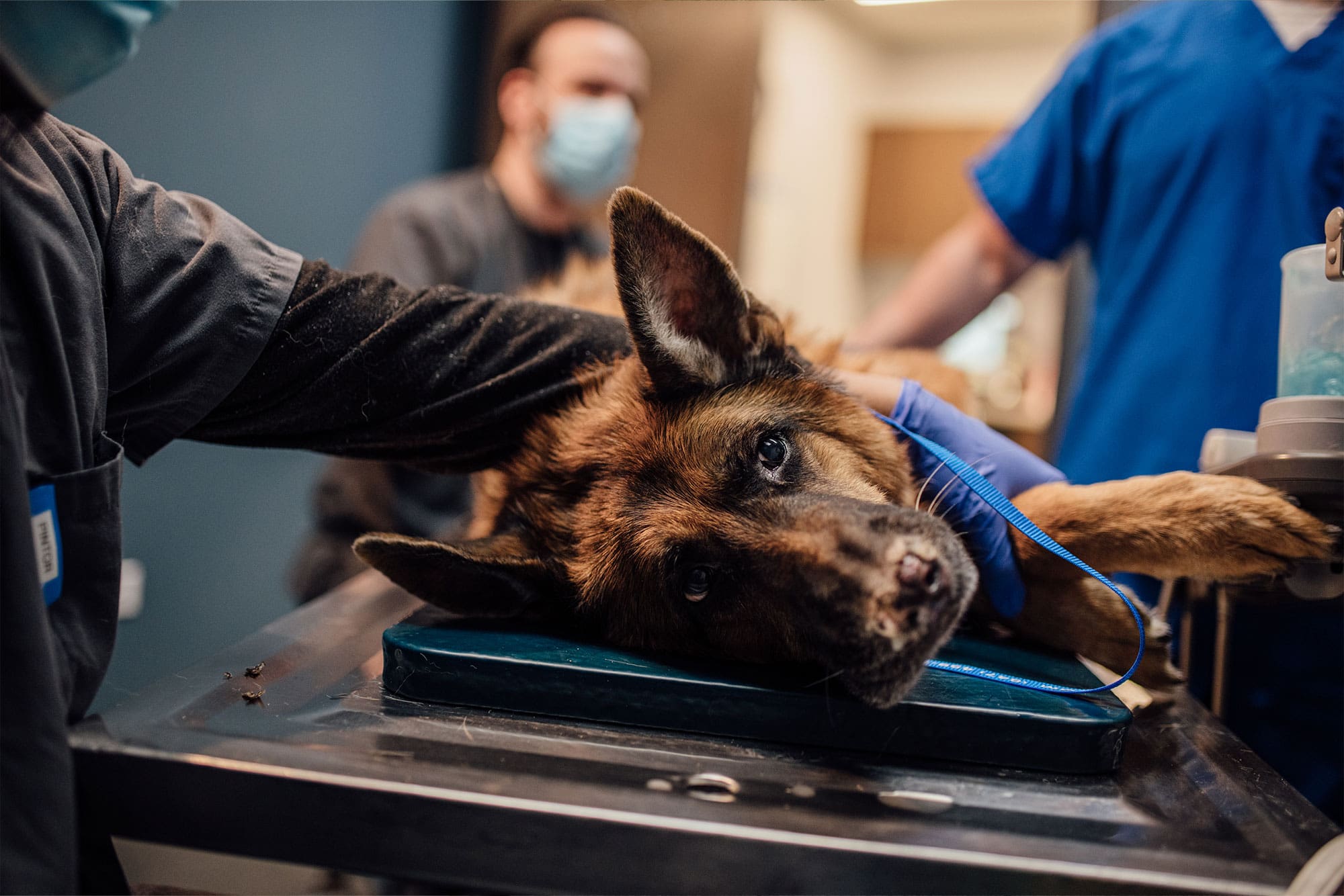 close up of dog's face during ultrasound