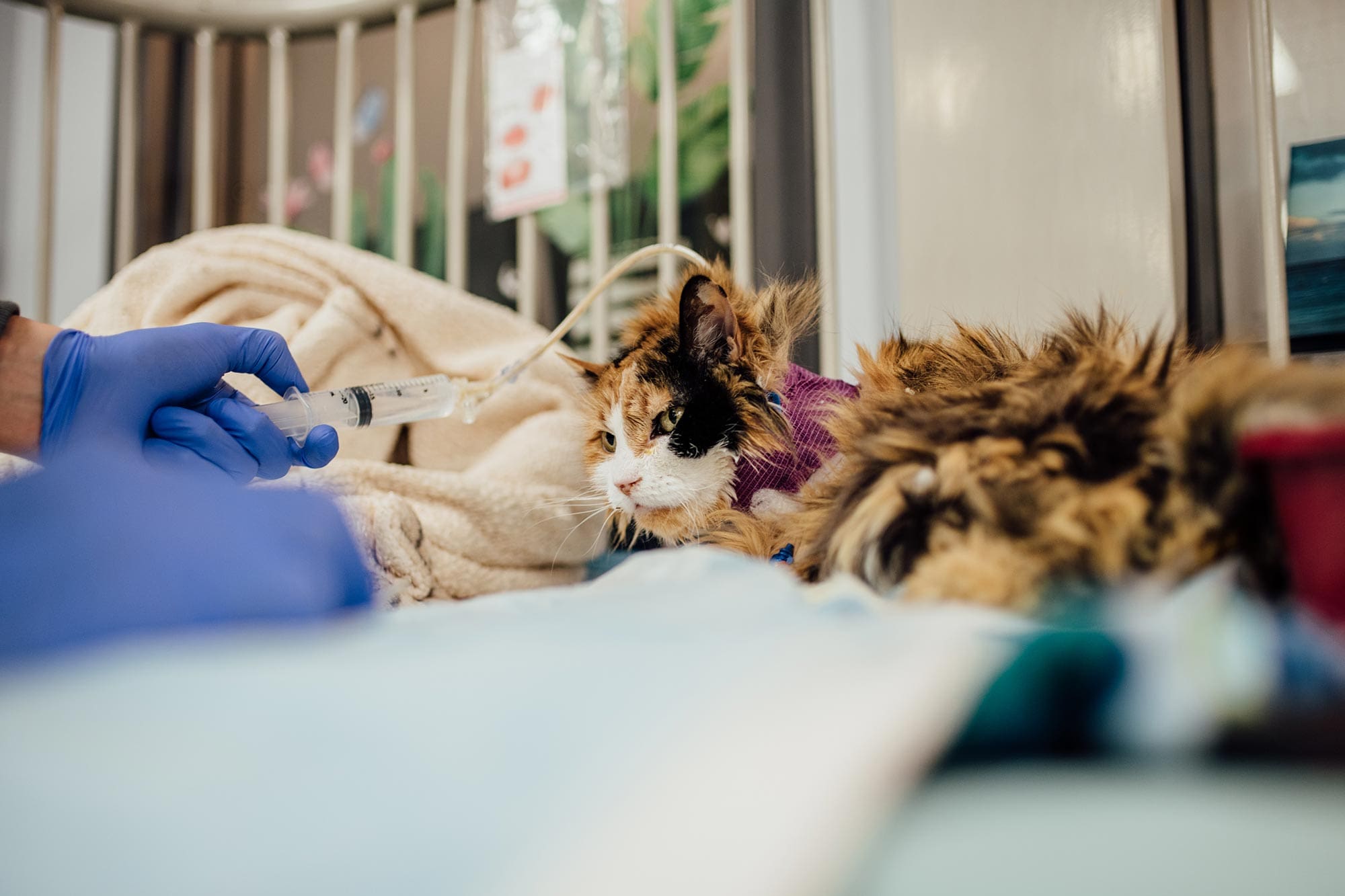 cat receiving iv fluids