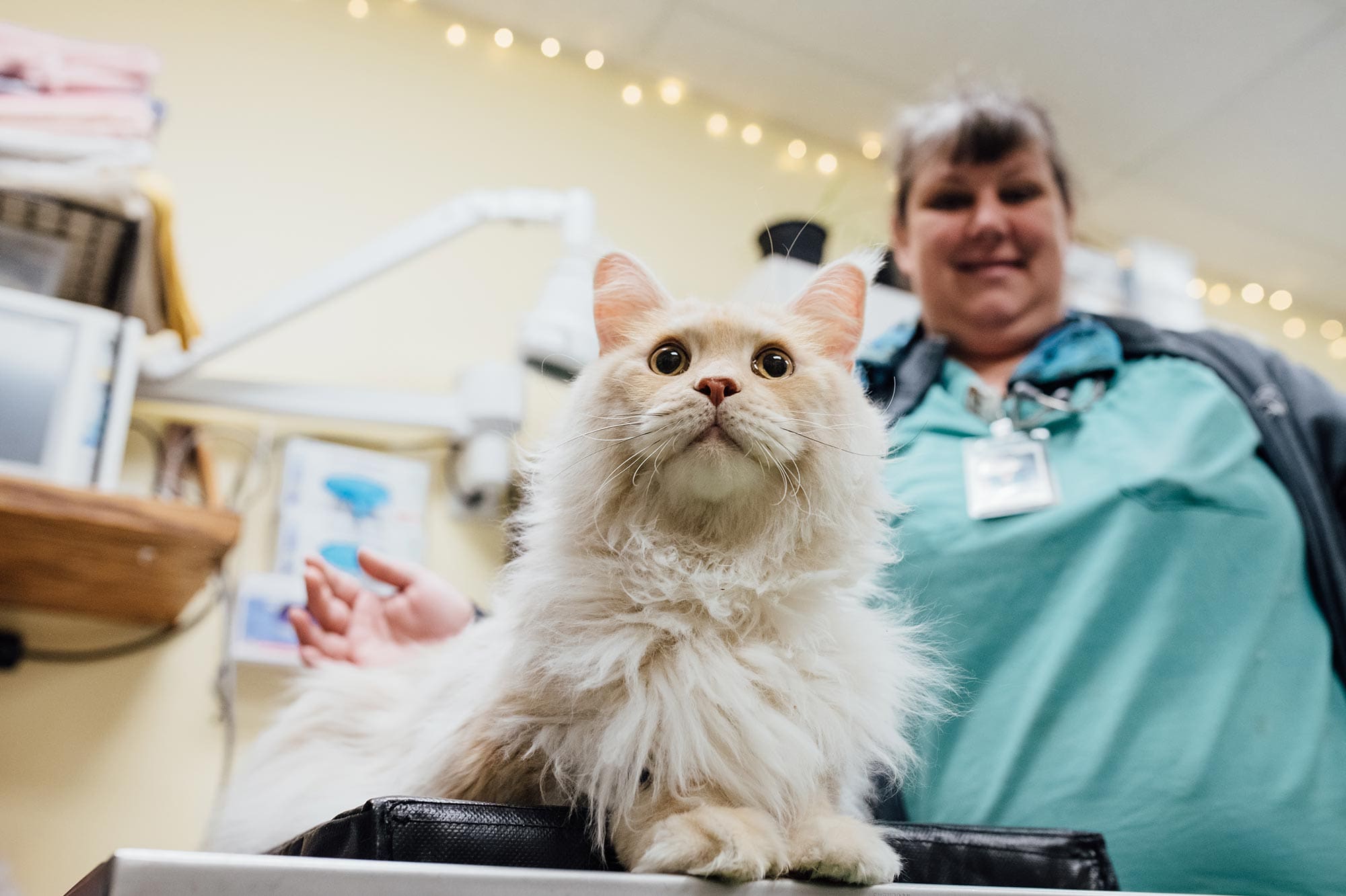 cat sitting on exam table