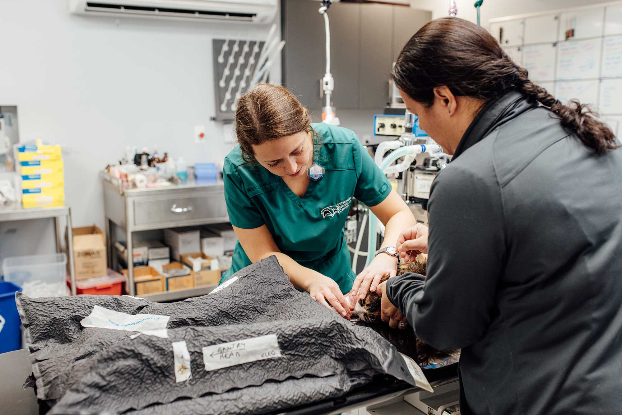 doctor treating cat wearing cone