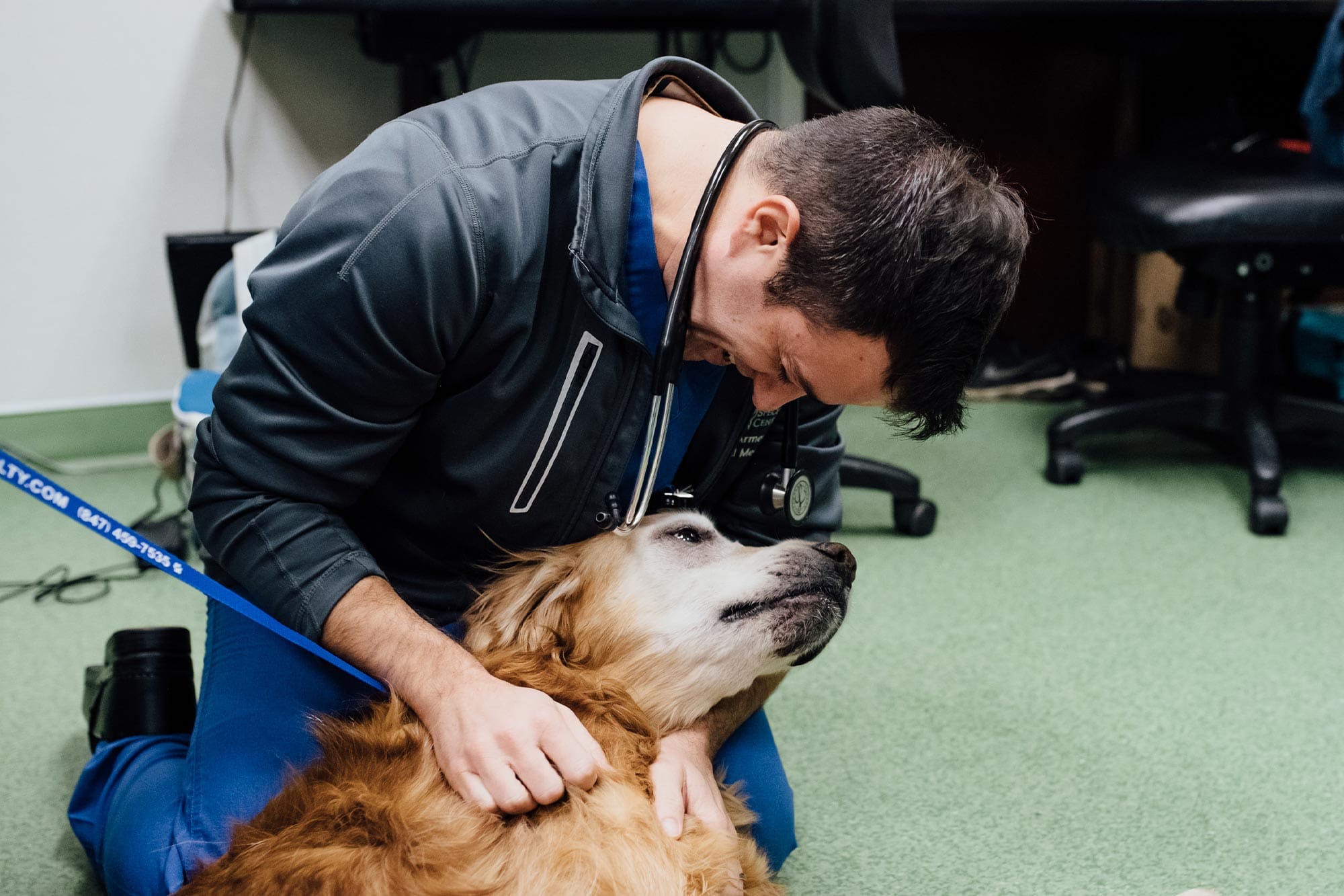 doctor smiling and petting golden retriever on leash