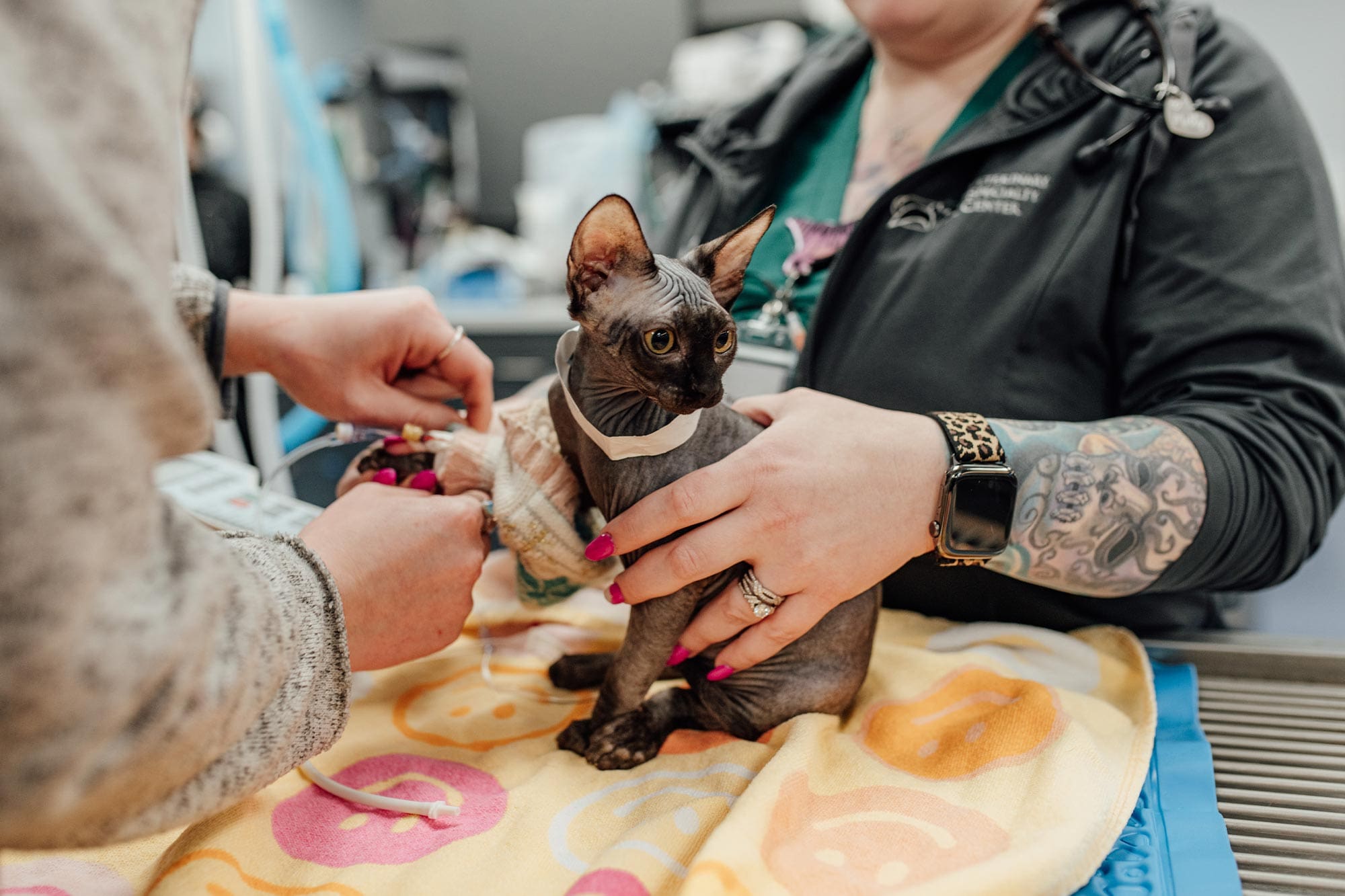 preparing cat for anesthesia