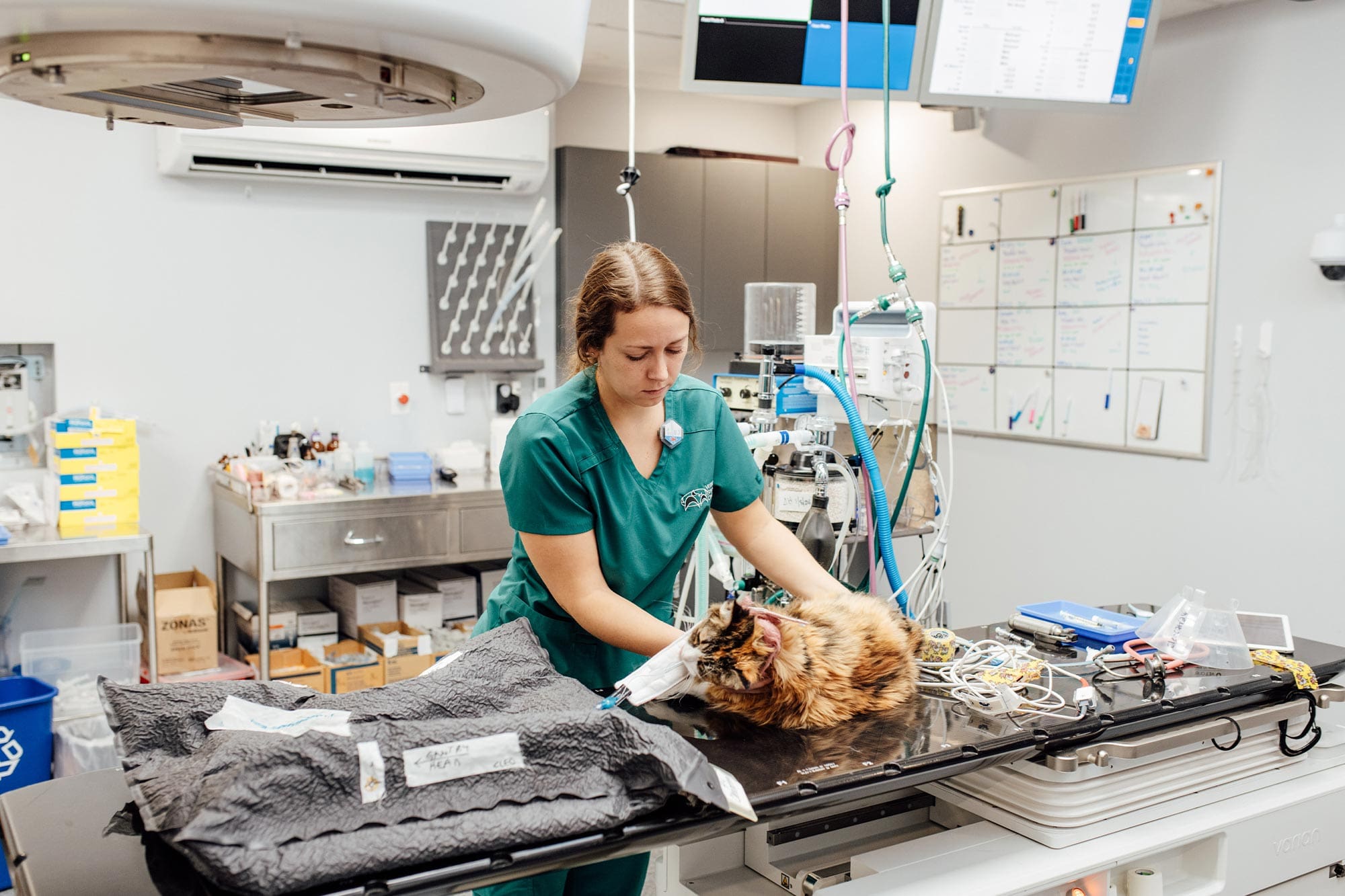 staff member placing cat on side for radiation therapy