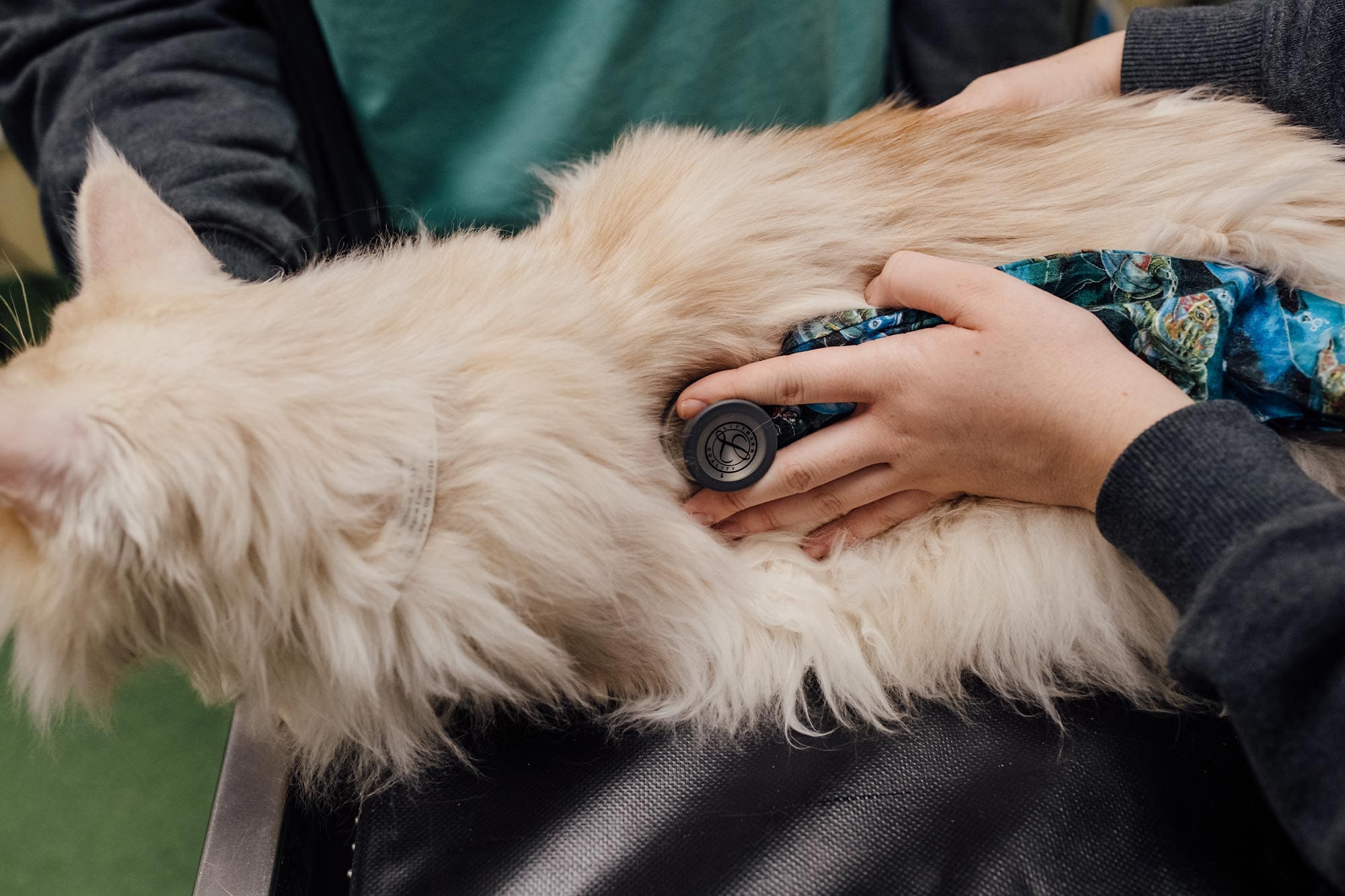 close up of doctor checking cat's heartbeat with stethoscope