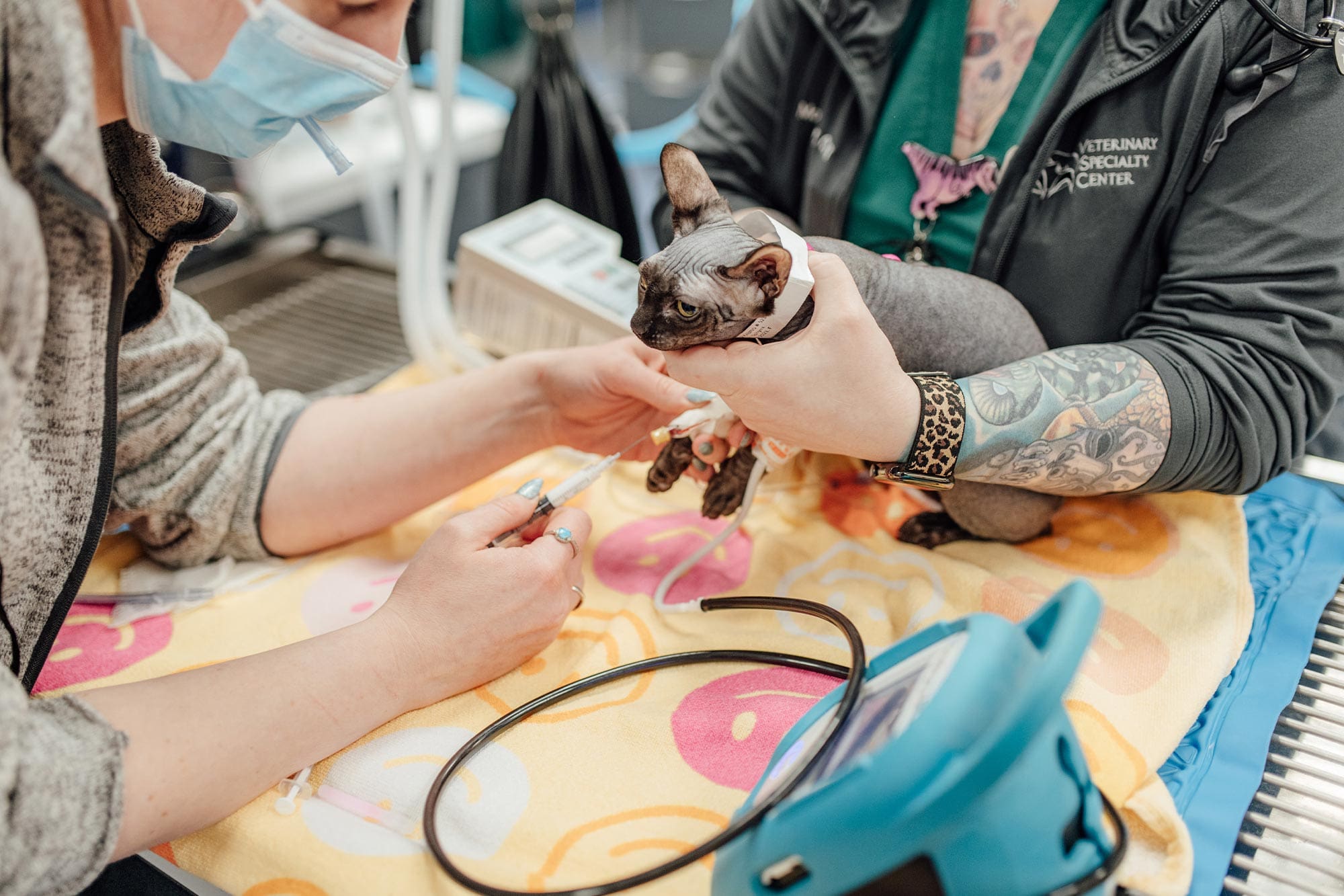 staff members preparing kitten for surgery