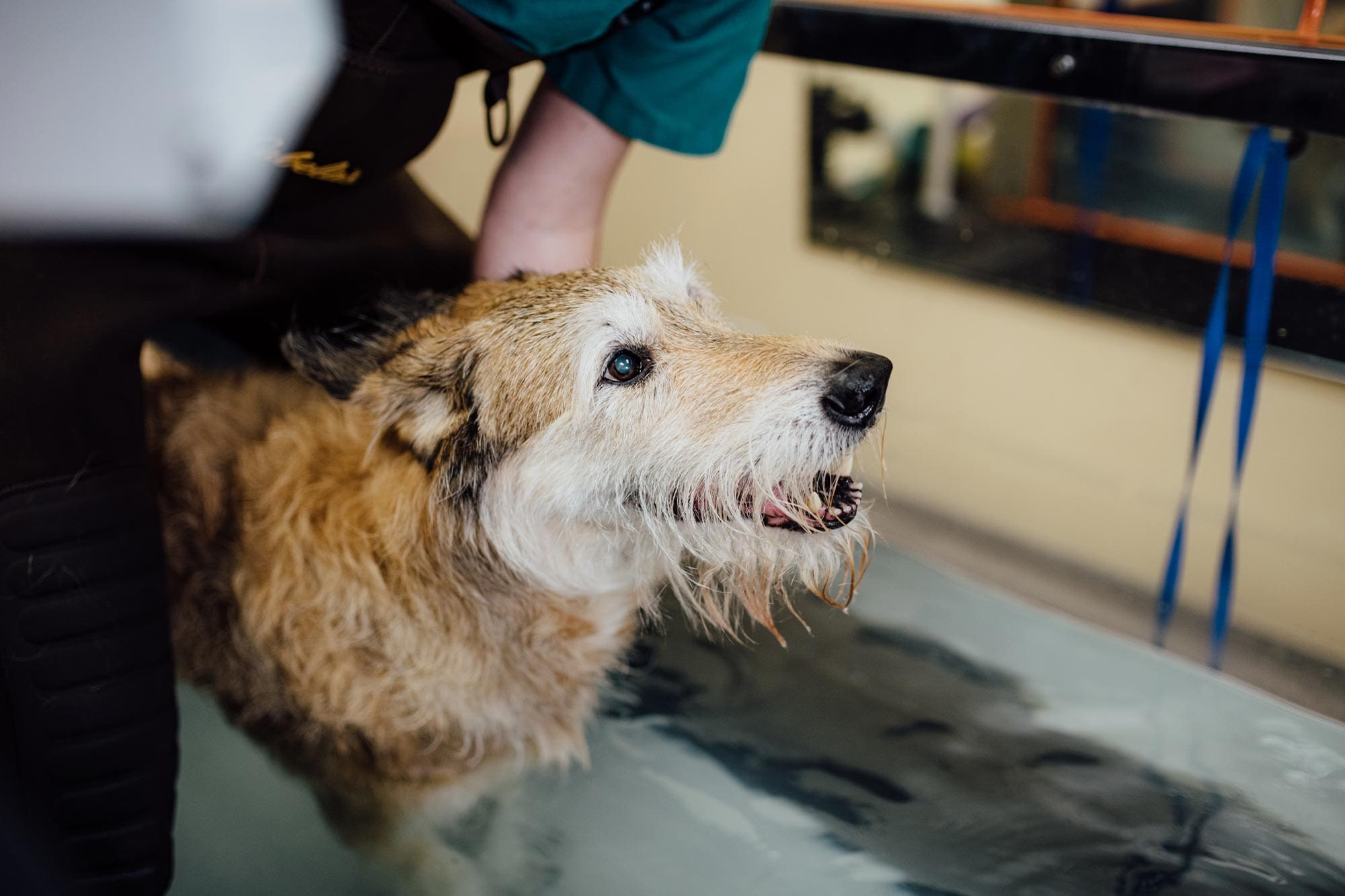 happy dog walking on underwater treadmill