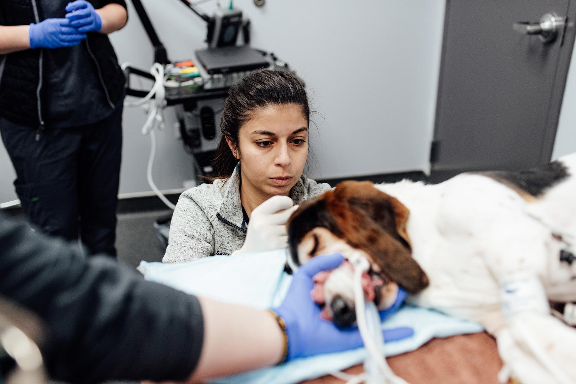 doctor performing spinal tap on dog