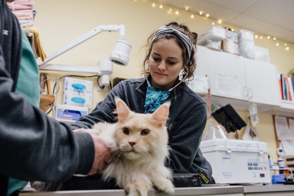 Internal Medicine Veterinary Specialty Center Technician Cat Exam Close Up