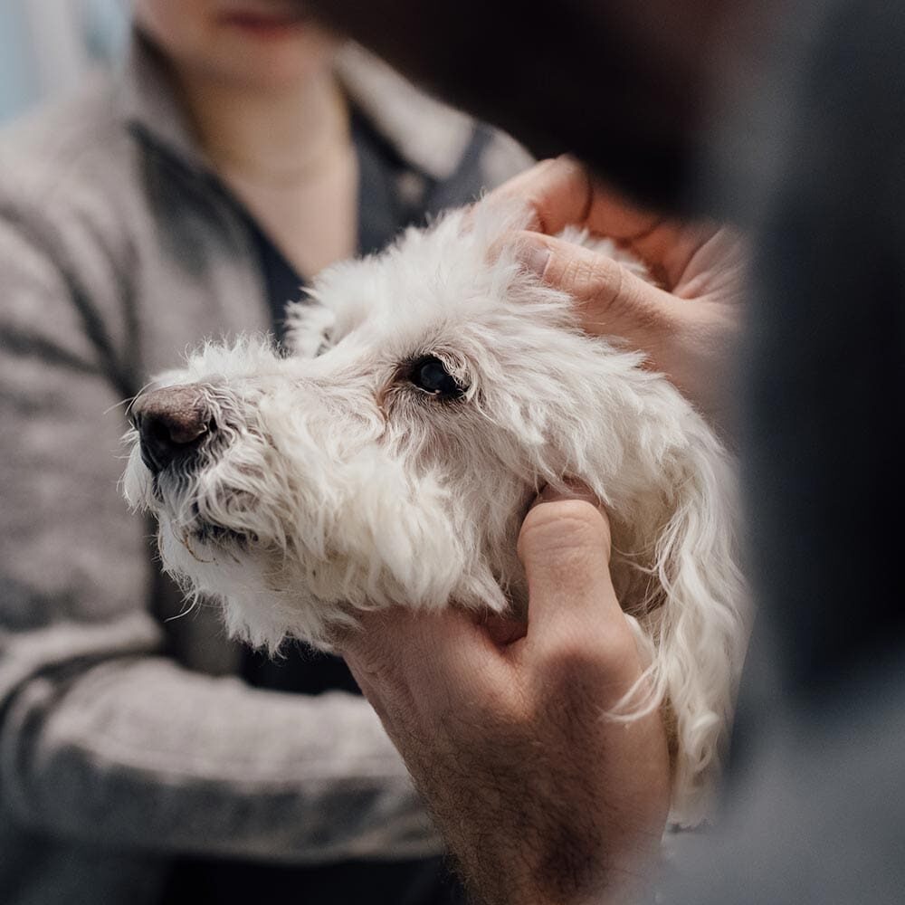 Close Up Of Doctor Examining Dogs Face