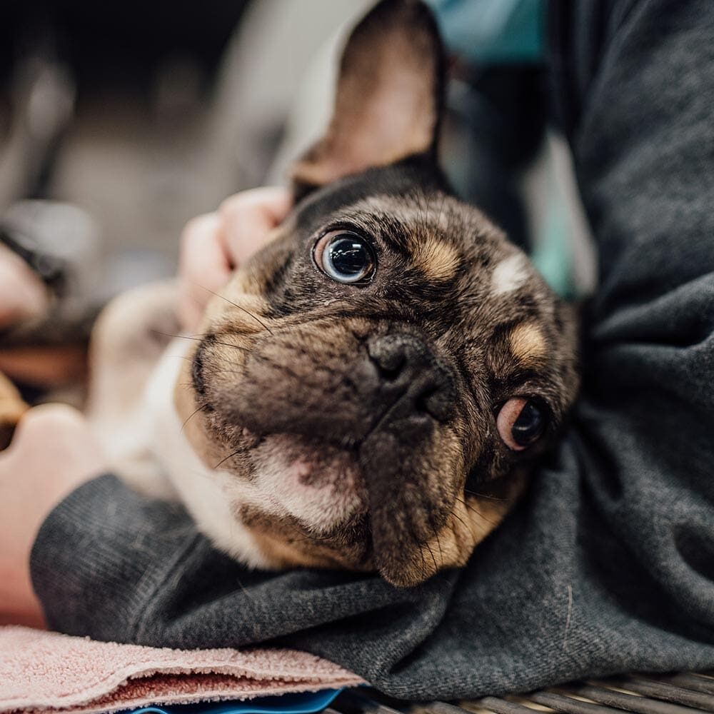 Close Up Of Dog Being Snuggled