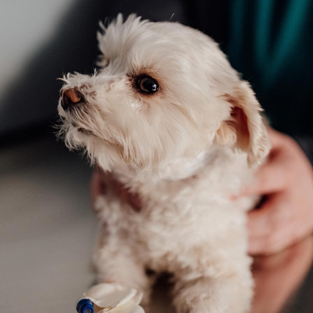 Close Up Of Fluffy White Dog