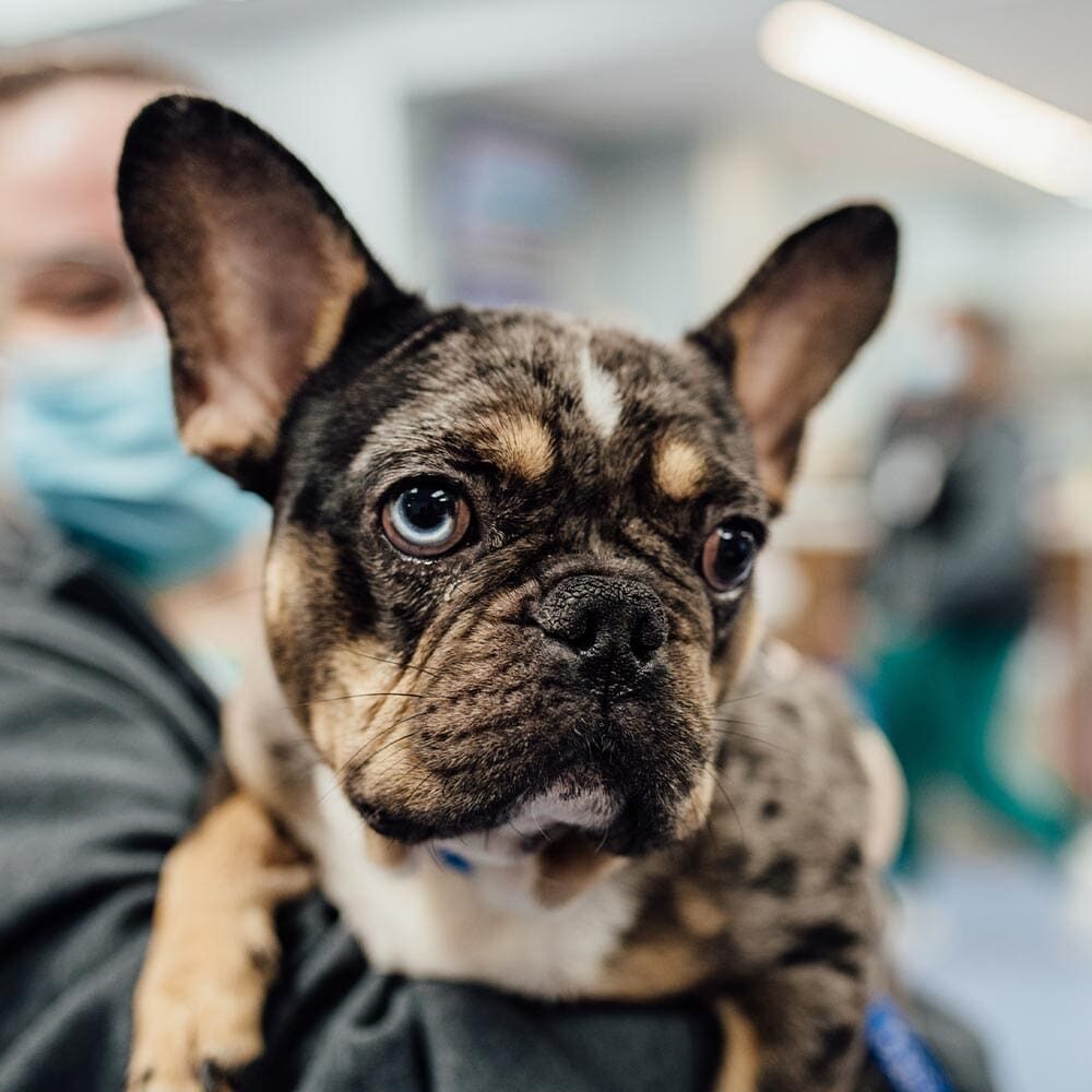 Close Up Of French Bulldog