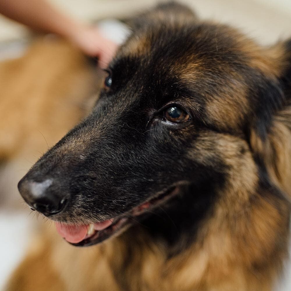 Close Up Of German Shepherd