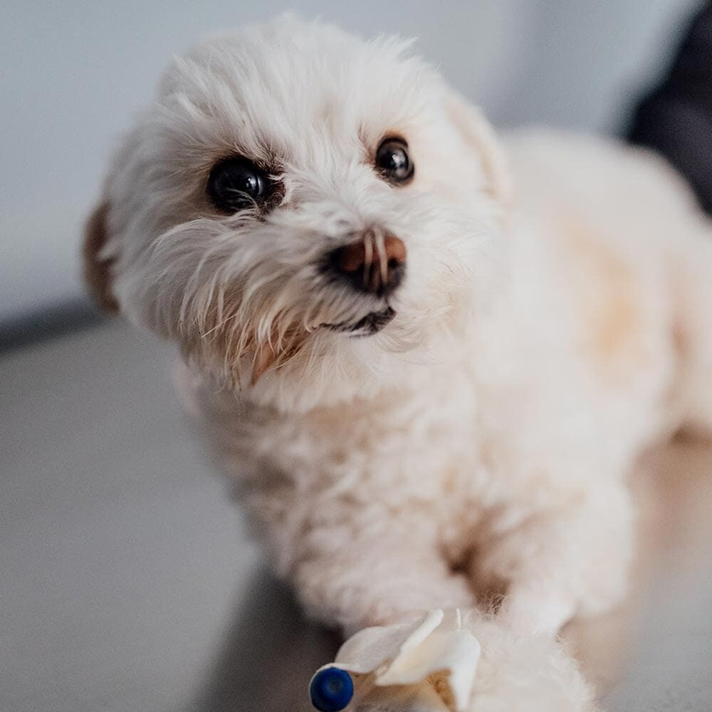 Close Up Of Small Dog With Iv Access