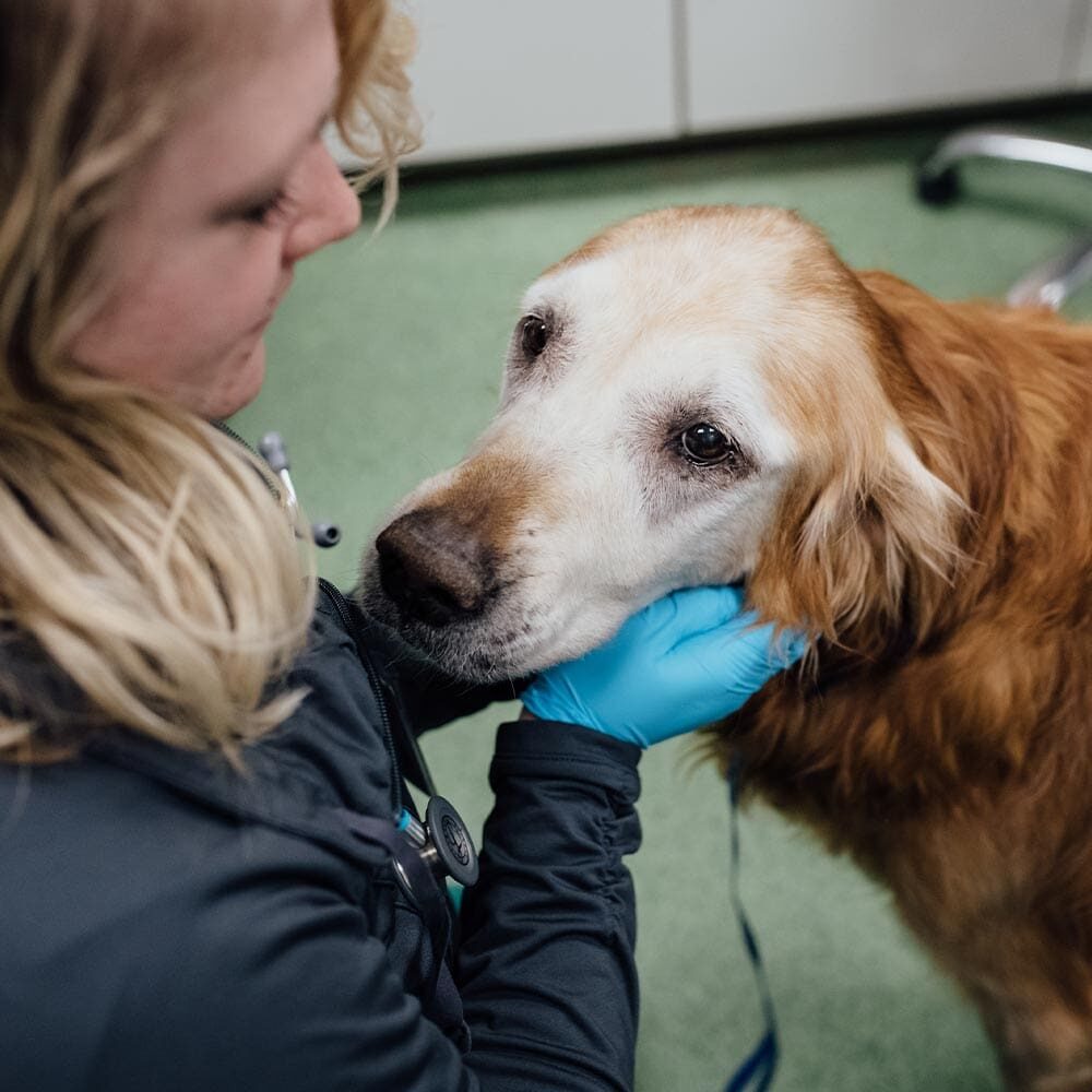 Doctor Examining Old Dog