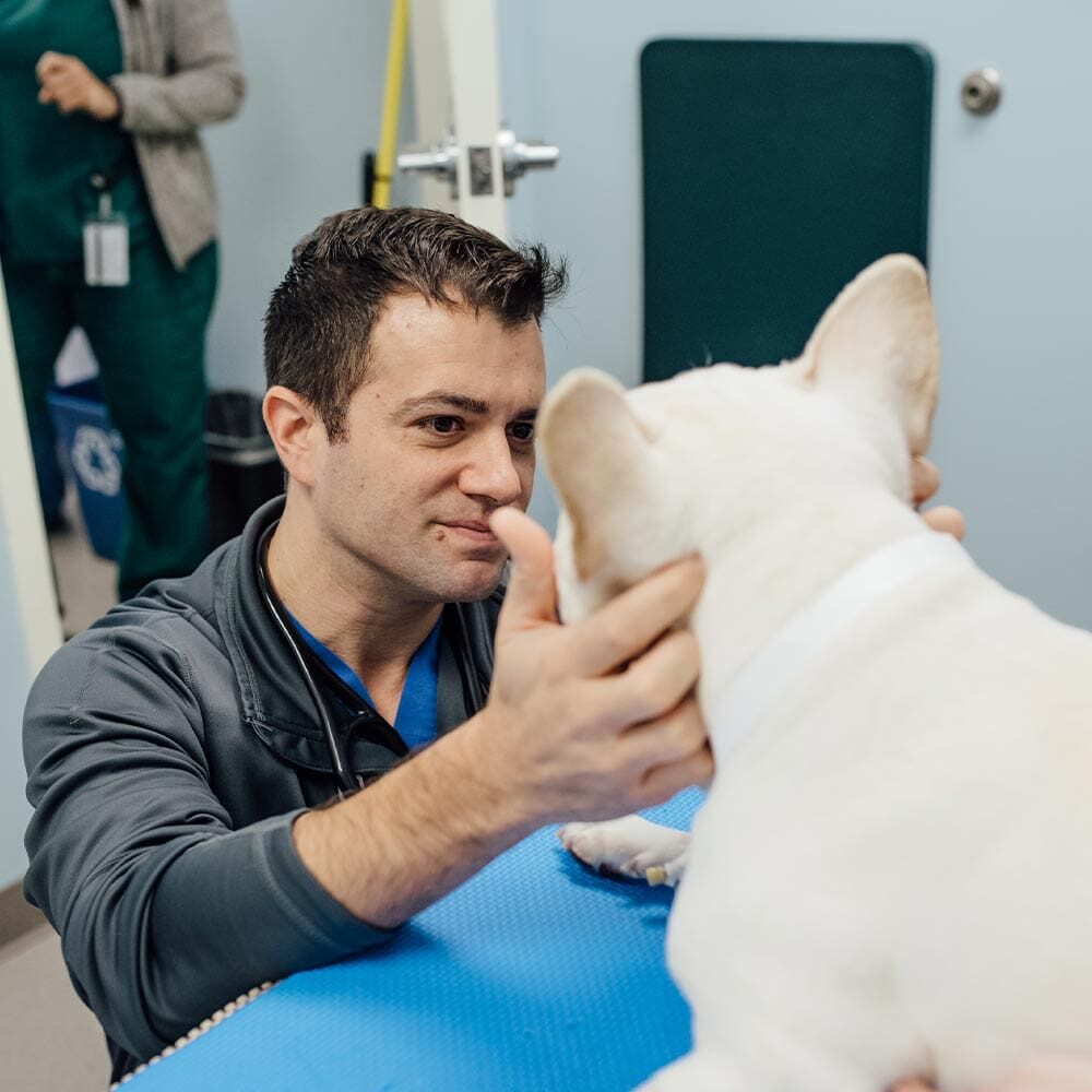 Doctor Examining Small White Dog