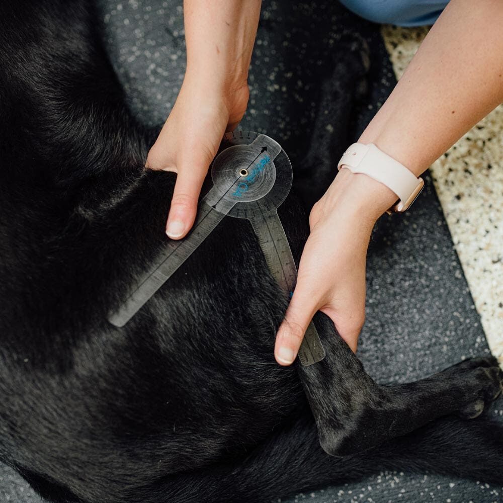 Doctor Measuring Angle Of Dogs Back Leg Joints