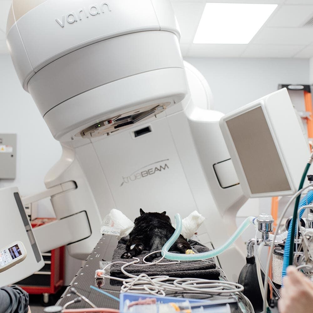 Dog Undergoing Radiation Therapy