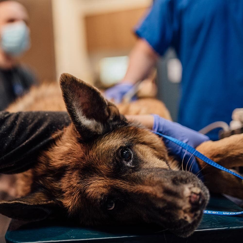 Fluffy Dog Laying On Exam Table