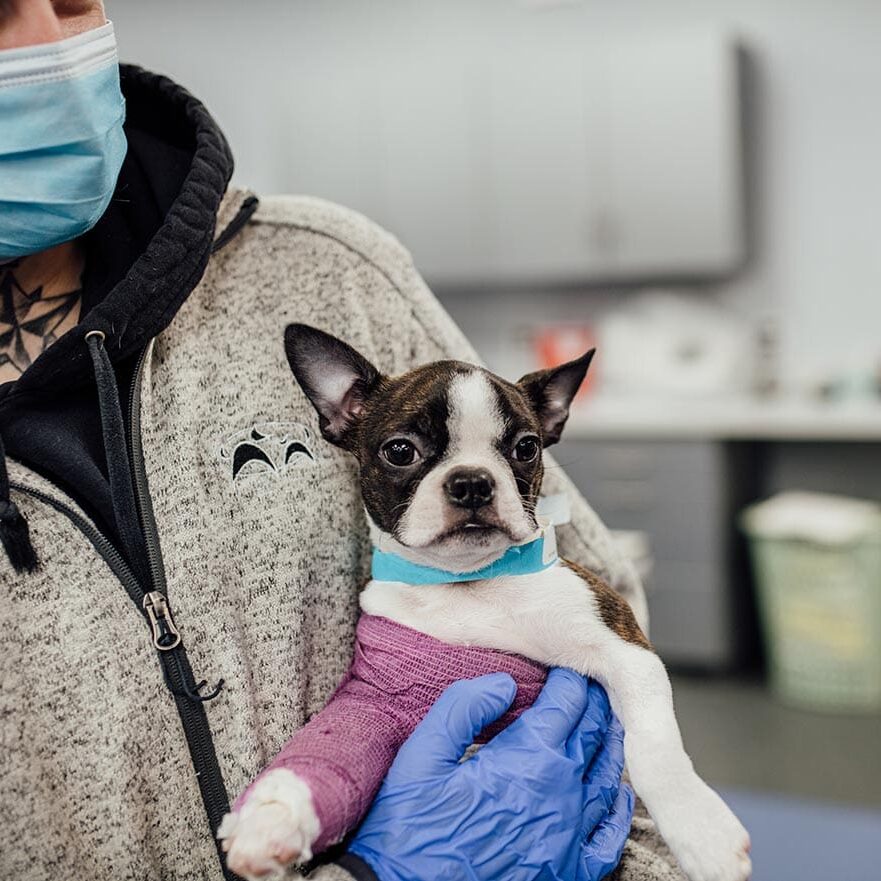 dog recovering from surgery