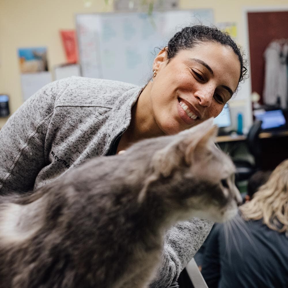 Staff Member Examining Cat From Side