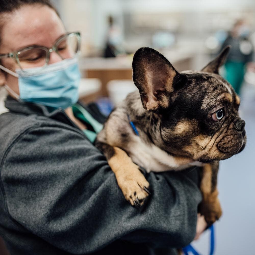 Staff Member Holding Frenchie