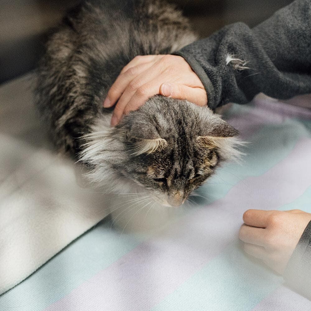 Staff Member Petting Cat In Enclosure