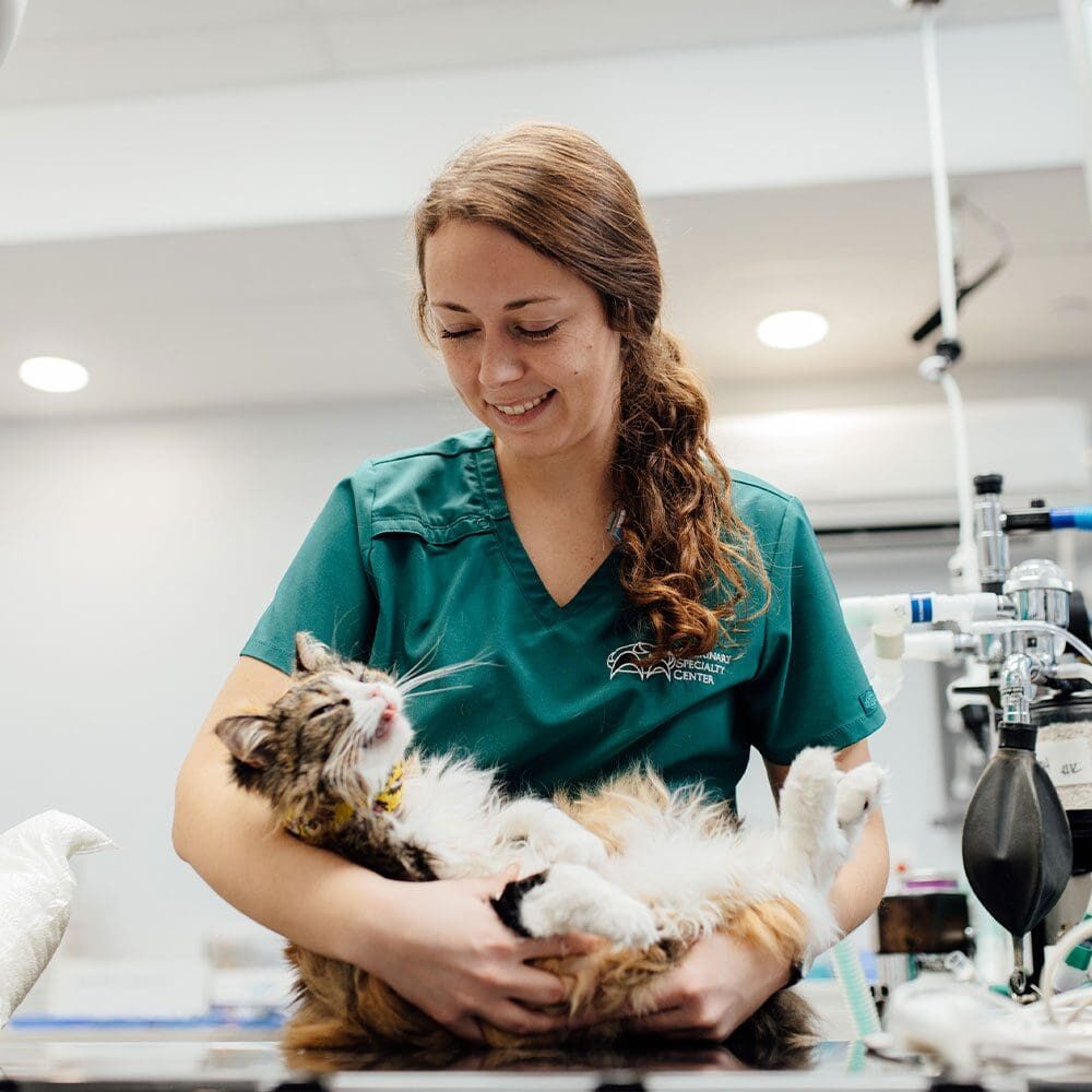 Staff Member Smiling And Holding Fluffy Cat