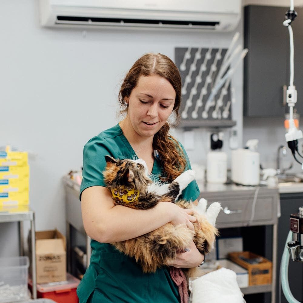 Staff Member Smiling And Hugging Cat