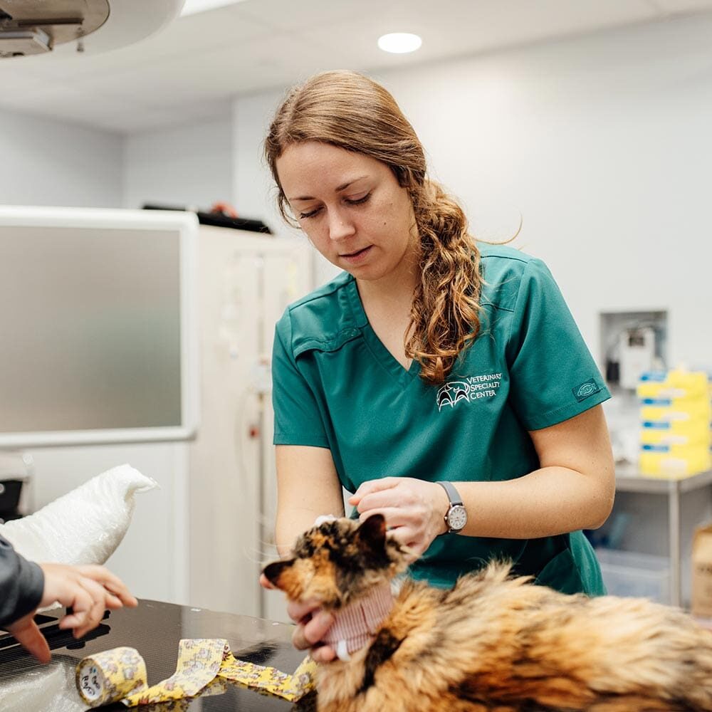 Vet Tech Comforting Cat