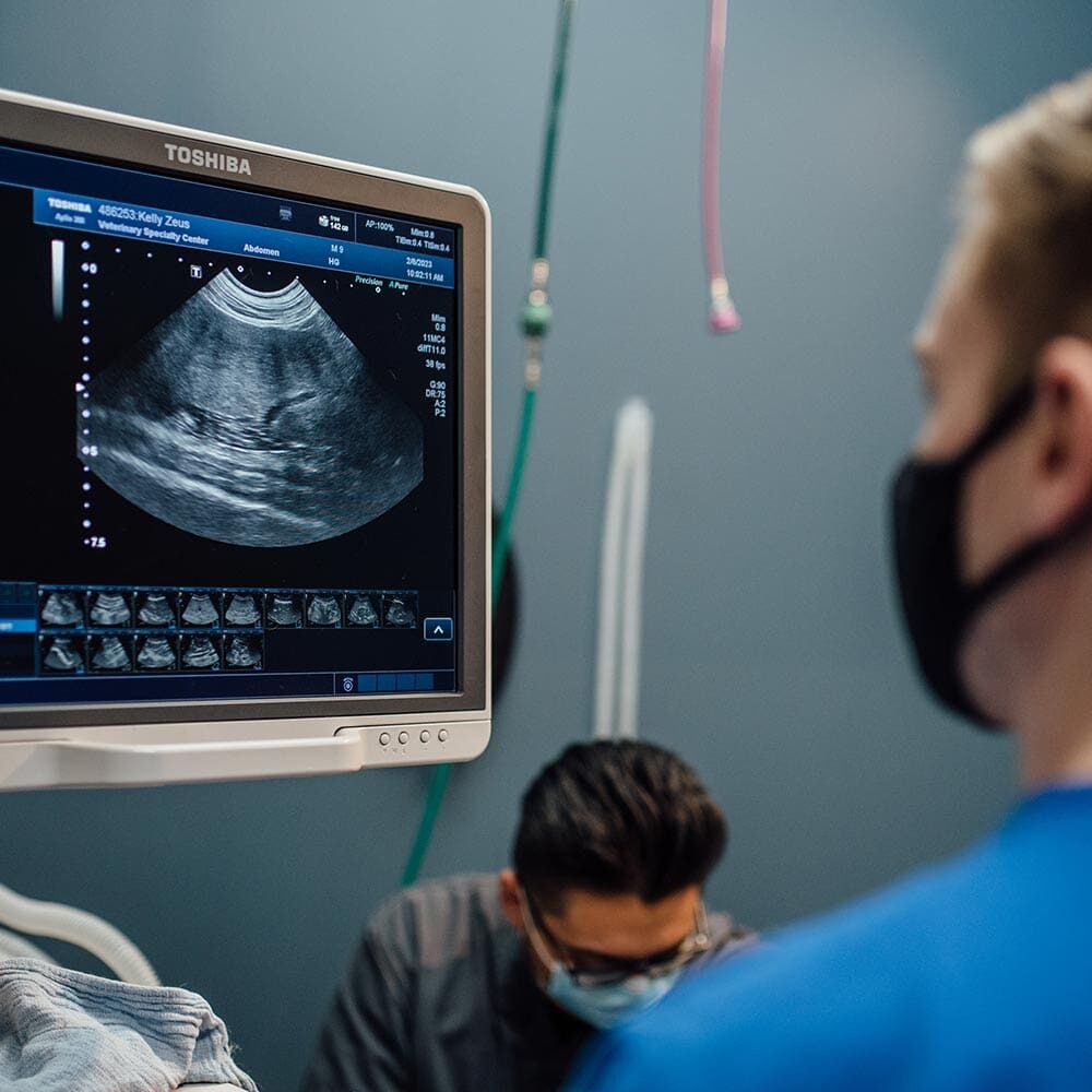 Veterinarian Looking At Ultrasound Scan