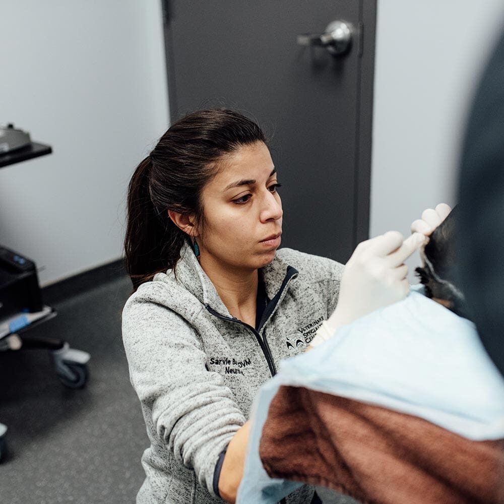 Veterinarian Performing Medical Procedure On Patient